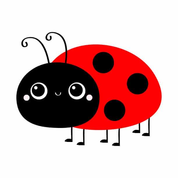 bug